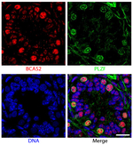 Fluoromount-G&trade; Slide Mounting Medium