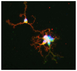 Fluoromount-G&trade; Slide Mounting Medium