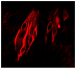 Fluoromount-G&trade; Slide Mounting Medium