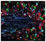 Fluoromount-G&trade; Slide Mounting Medium