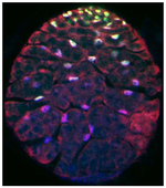 Fluoromount-G&trade; Slide Mounting Medium
