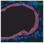 Fluoromount-G&trade; Slide Mounting Medium