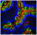 Fluoromount-G&trade; Slide Mounting Medium