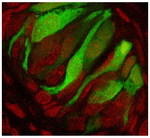 Fluoromount-G&trade; Slide Mounting Medium