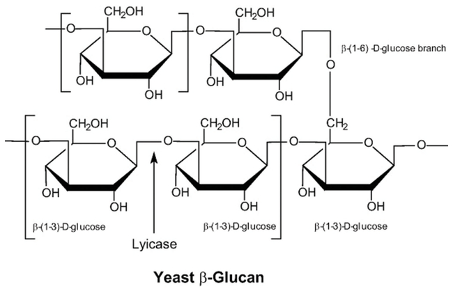 Yeast Lytic Enzyme